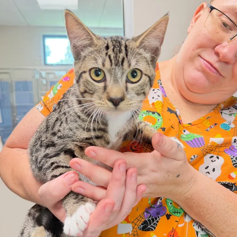 A baby medium-sized female Domestic Short Hair cat named Sarabi for adoption in Englewood, FL