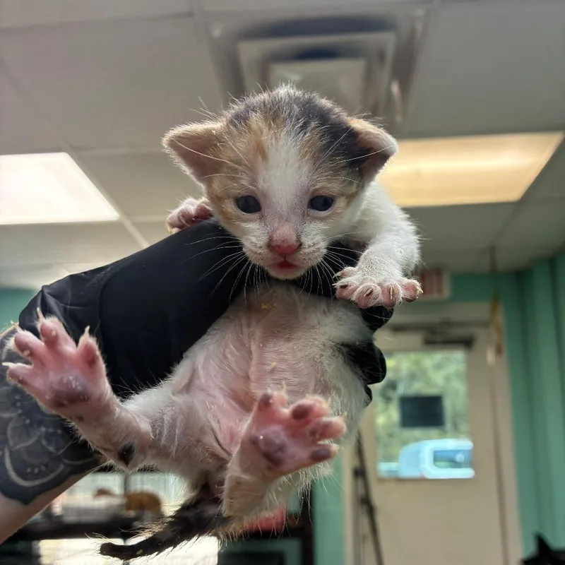 A baby small-sized female Domestic Short Hair cat named Ophelia for adoption in Gadsden, AL