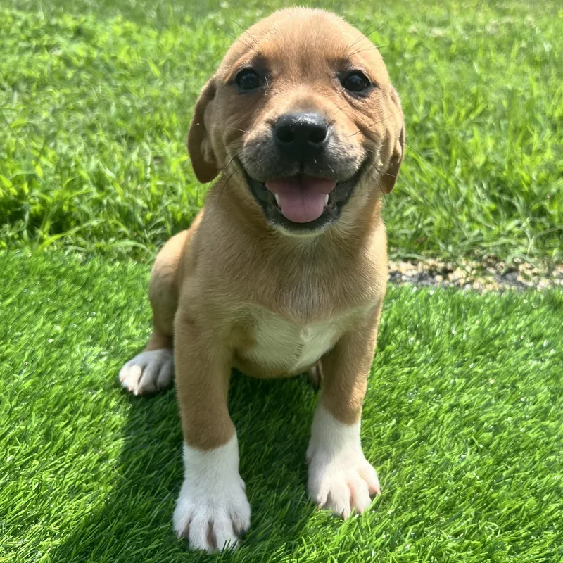 Kimi