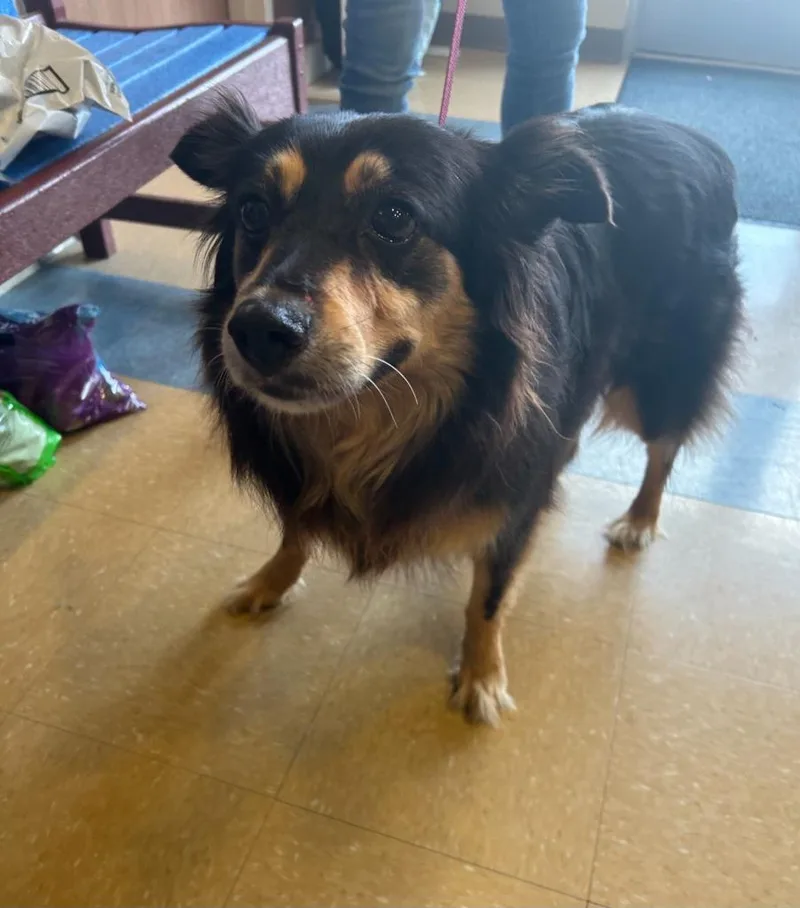 An adult large-sized female Shetland Sheepdog / Sheltie dog named Frida for adoption in Little Elm, TX