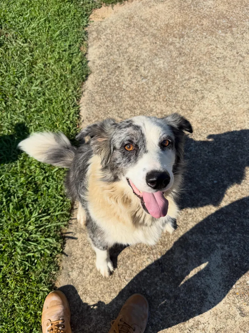 A young medium-sized male Australian Cattle Dog / Blue Heeler dog named Gus for adoption in Pembroke, MA