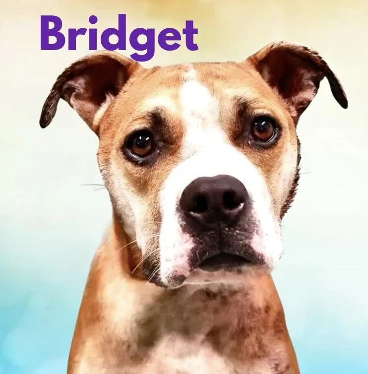 Bridget