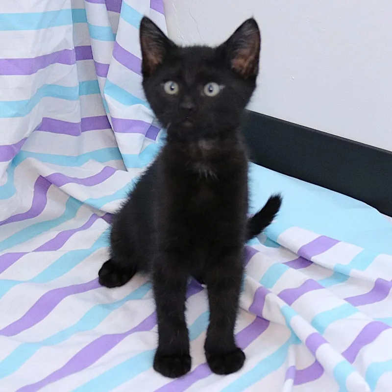 Bellatrix