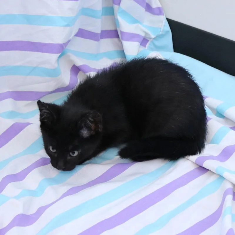 Bellatrix thumbnail 2