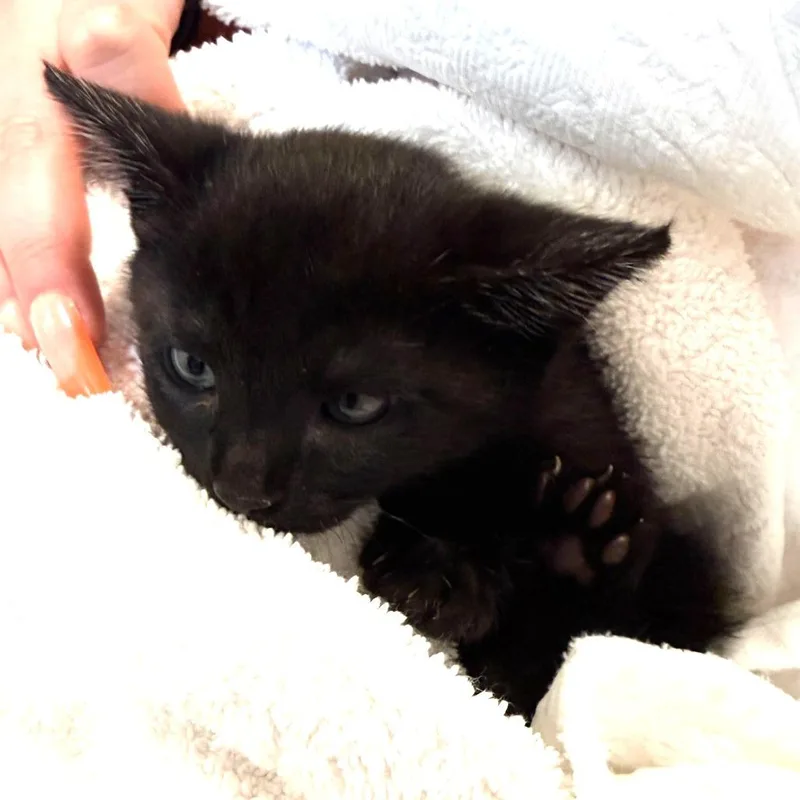 Bellatrix thumbnail 3