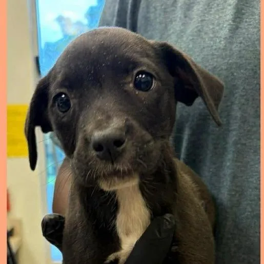 A baby small-sized female Black Mixed Breed dog named Dylan for adoption in Naples, FL