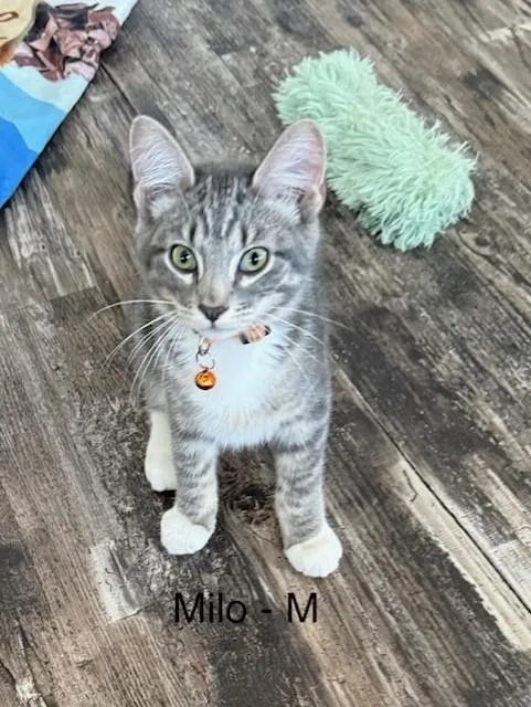 A young medium-sized male Tabby (Gray / Blue / Silver) American Shorthair cat named Milo for adoption