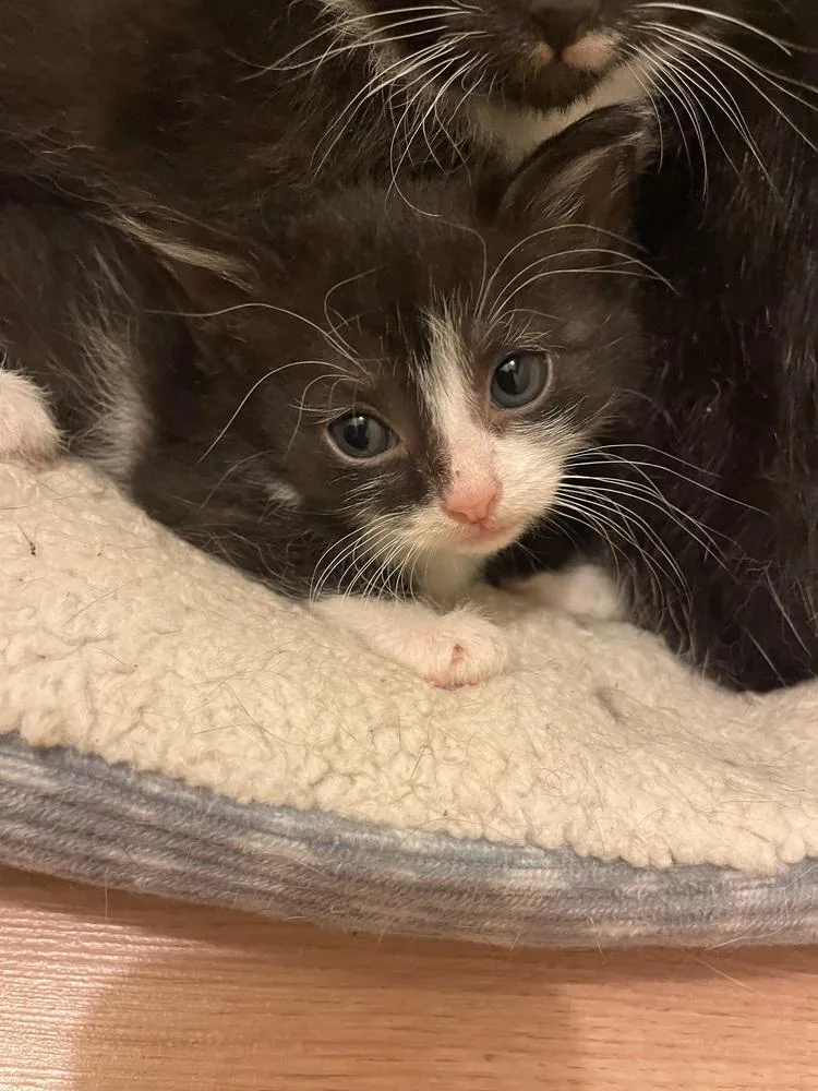 A baby small-sized female Black & White / Tuxedo Domestic Short Hair cat named Caprica for adoption in Evansville, IN