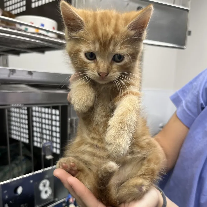 A baby small-sized male Orange / Red Domestic Short Hair cat named Flannel for adoption in Mount Vernon, IN