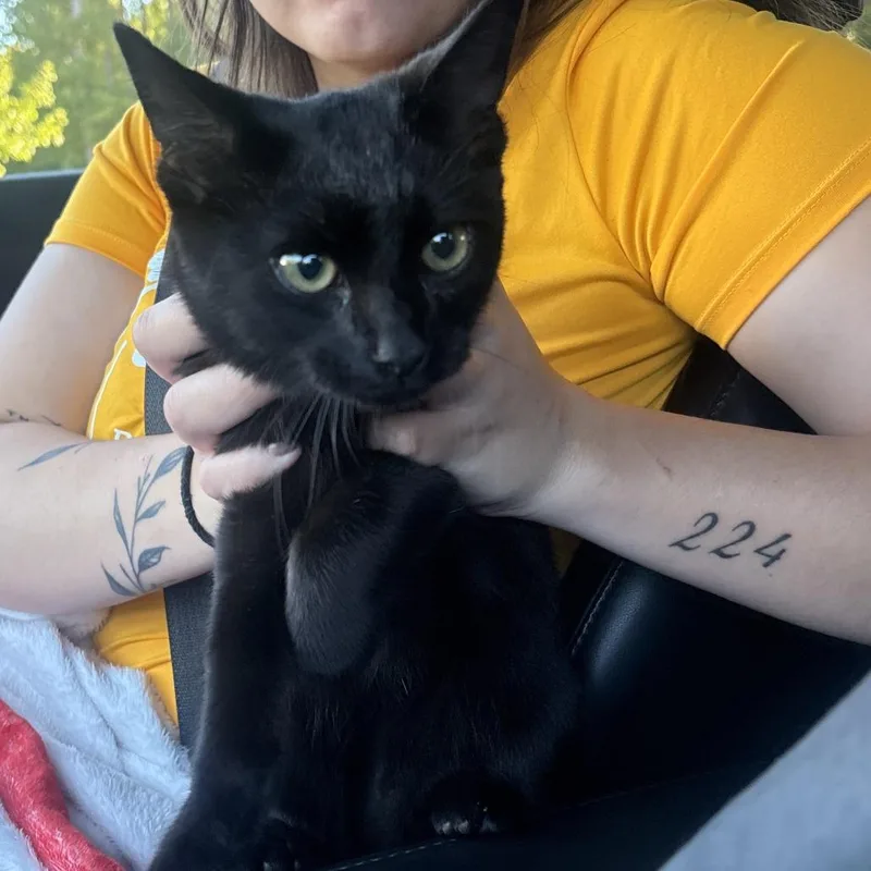 A baby medium-sized male Domestic Short Hair cat named Shiloh for adoption in Greensboro, NC