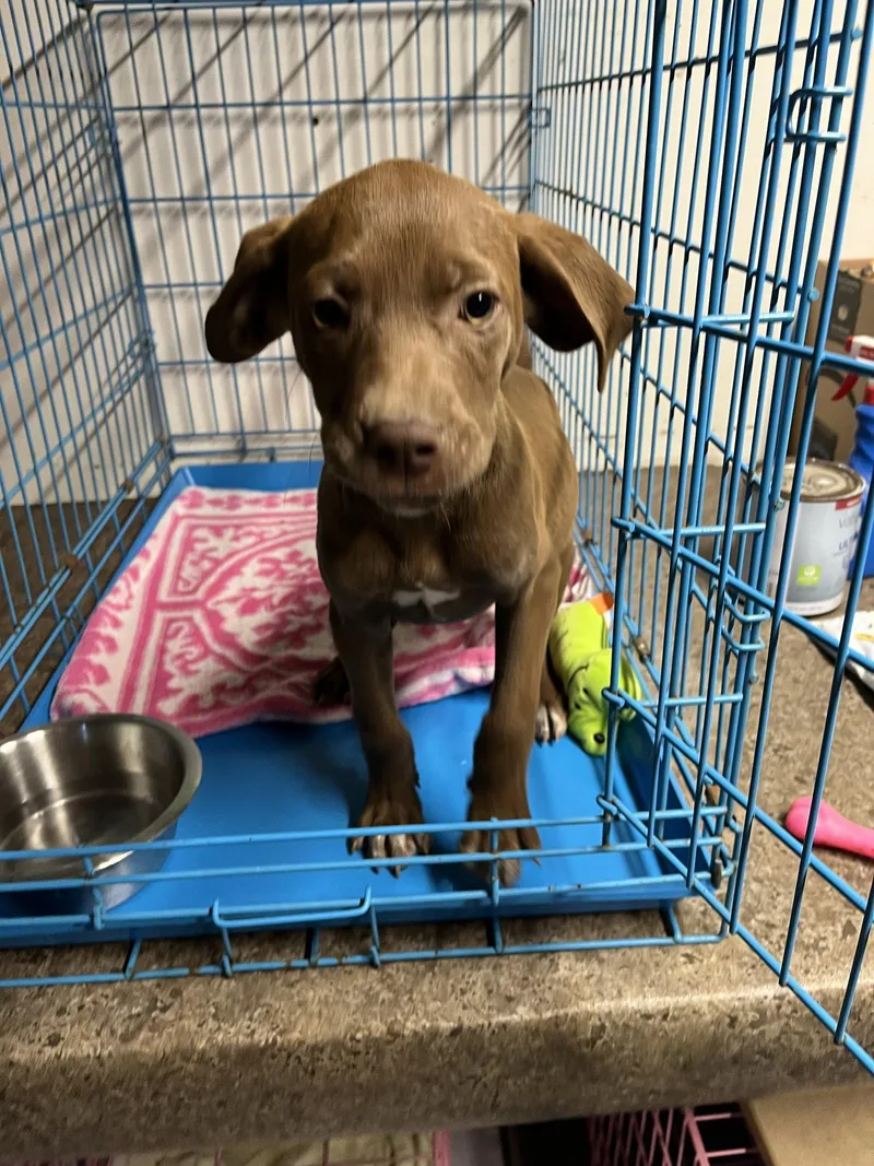 A young medium-sized female Labrador Retriever dog named Iris for adoption in Union Beach, NJ
