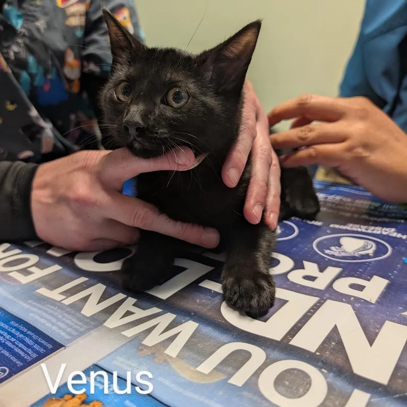 Venus