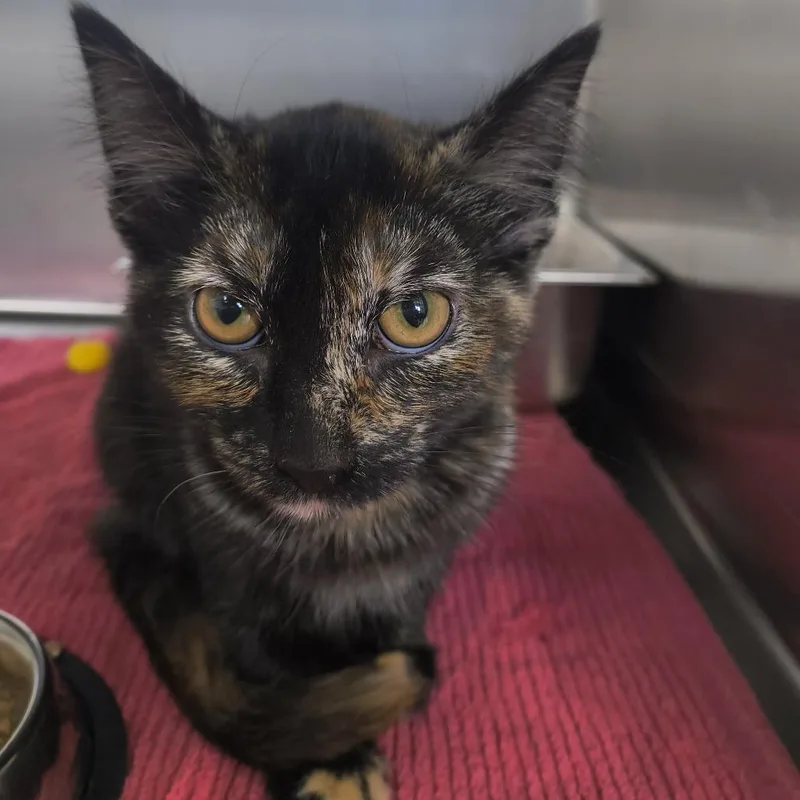 A baby small-sized female Black Domestic Short Hair cat named Pumpkin Spice for adoption in Othello, WA