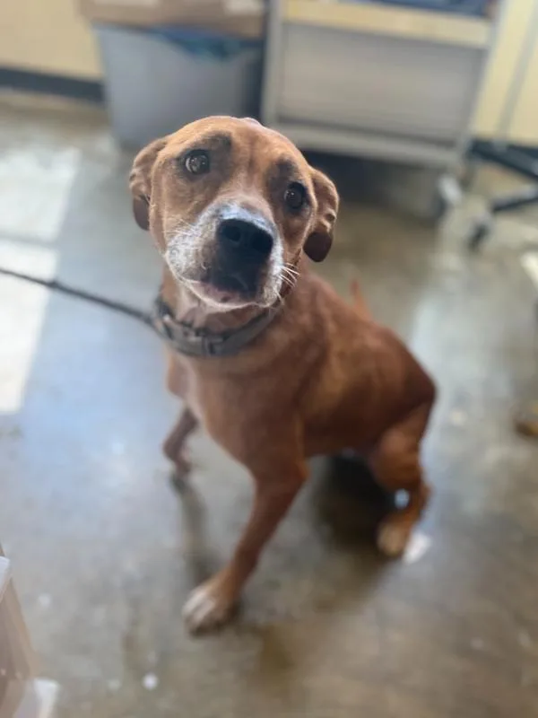 Willow D thumbnail 2