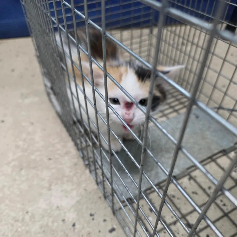 A baby small-sized female White Domestic Short Hair cat named Butters for adoption in Columbus, NC