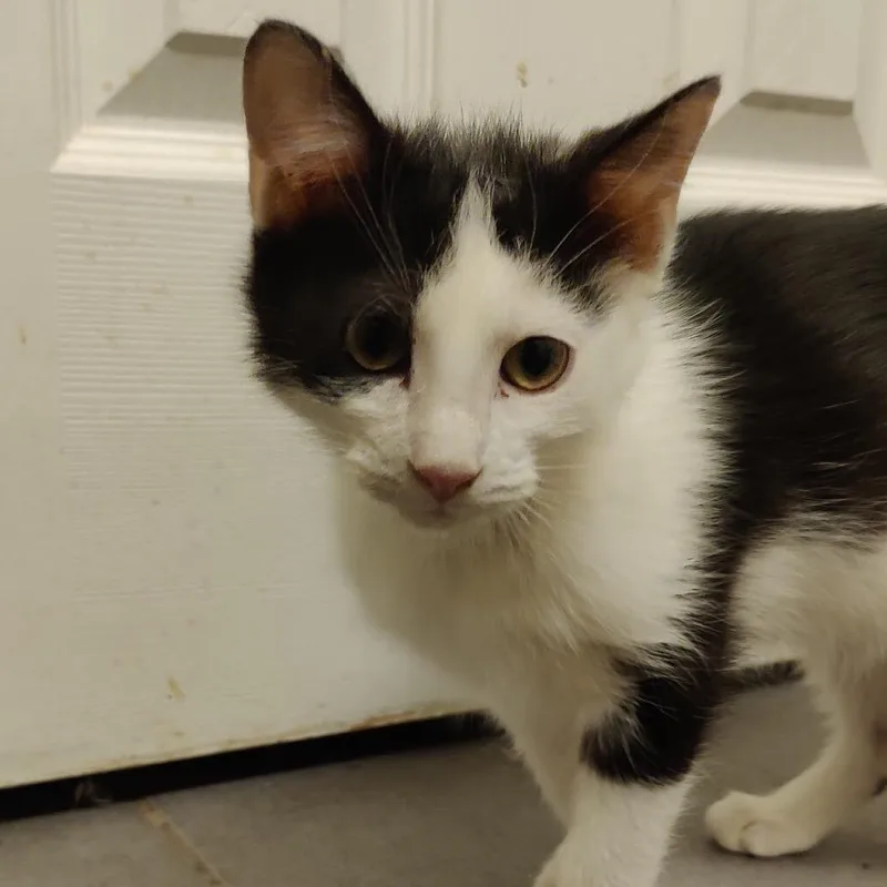 A baby small-sized male Black Domestic Short Hair cat named Joey for adoption in Silver Spring, MD