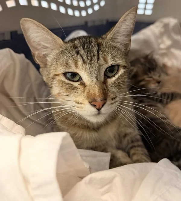 A young small-sized female Domestic Short Hair cat named Sweetpea for adoption in San Diego, CA