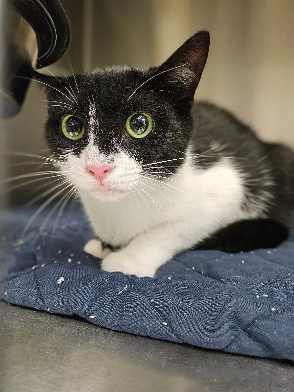 An adult medium-sized female Black & White / Tuxedo Domestic Short Hair cat named Arwen for adoption in Disputanta, VA