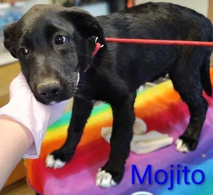 Mojito