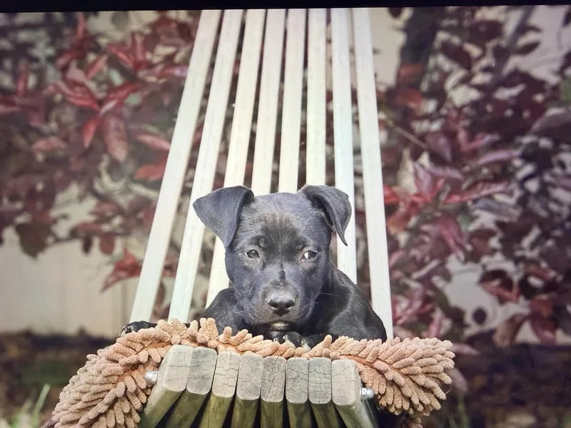 A baby medium-sized male Pit Bull Terrier dog named Red Milo for adoption in Salt Lake City, UT