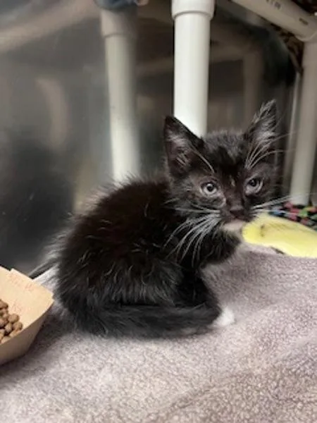 A baby small-sized female Domestic Short Hair cat named Oreo for adoption in Santa Rosa, CA