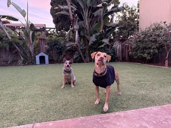 An adult large-sized female Pit Bull Terrier dog named Koi for adoption in San Diego, CA