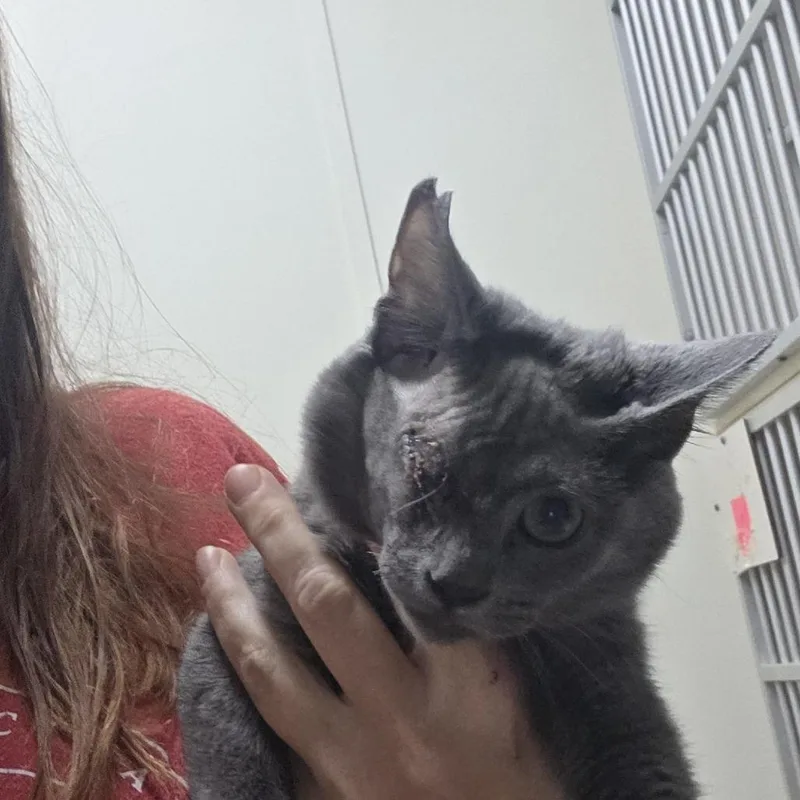 A baby small-sized female Gray / Blue / Silver Domestic Short Hair cat named Tonka for adoption in Midland, TX