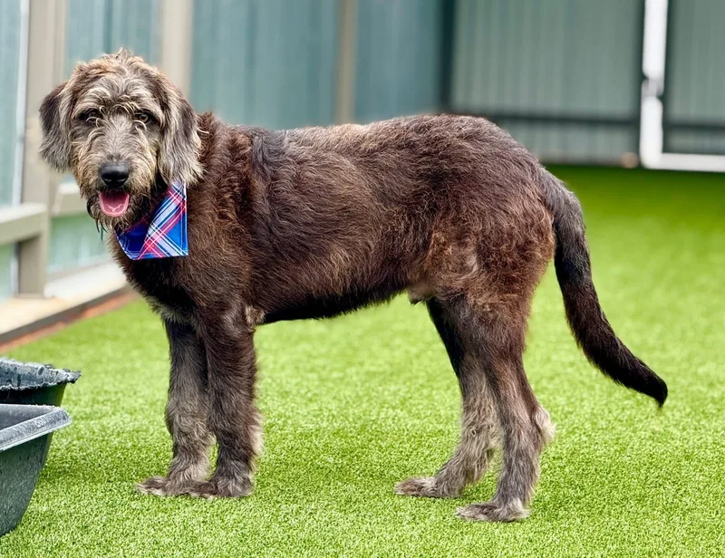 Finley  The Most thumbnail 5