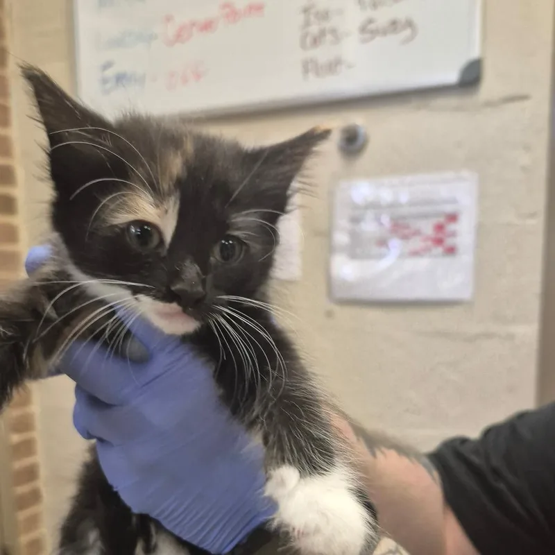 A baby small-sized female Calico Domestic Short Hair cat named Poppy for adoption in Birmingham, AL