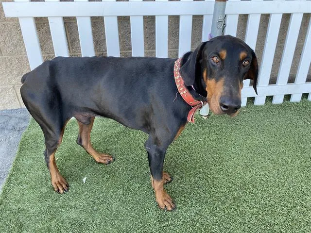 A young large-sized male Doberman Pinscher dog named Arthur for adoption in Modesto, CA