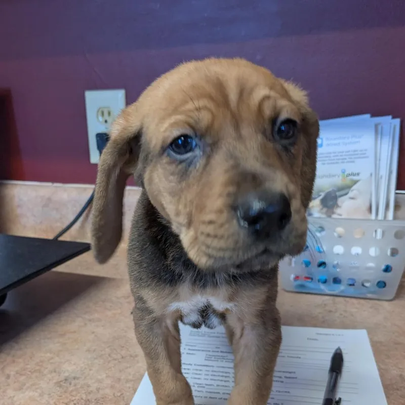 A baby medium-sized male Brown / Chocolate Mixed Breed dog named Bubba for adoption in Huntsville, AR