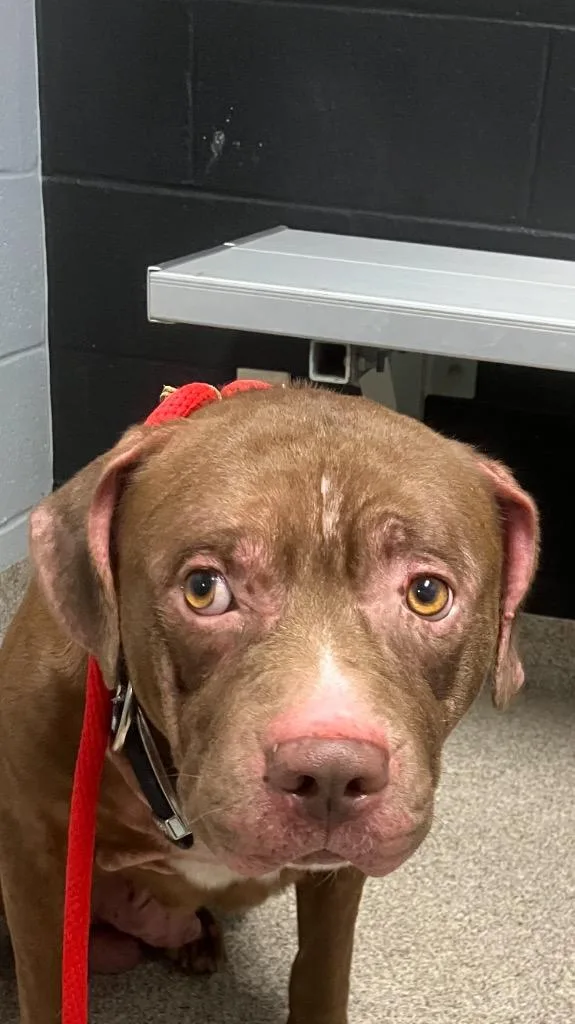 An adult medium-sized male Pit Bull Terrier dog named Hoss for adoption in Troy, OH