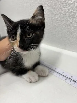 A baby small-sized female Domestic Short Hair cat named Holley for adoption in West Chester, PA