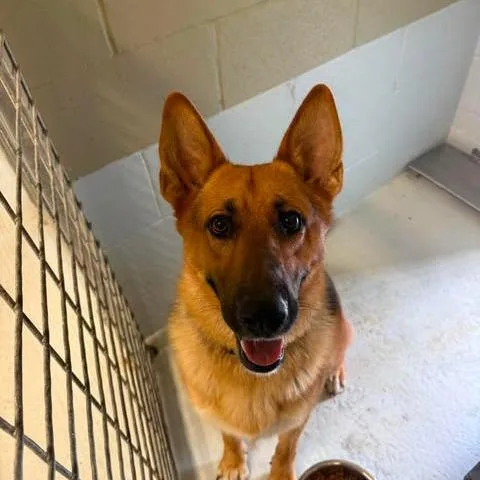 An adult large-sized male Brown / Chocolate German Shepherd Dog dog named Wallace for adoption in Bastrop, TX
