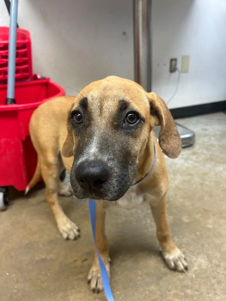 A baby large-sized female Australian Cattle Dog / Blue Heeler dog named Pocahontas for adoption in Lockhart, TX