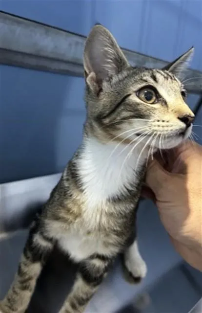 A baby small-sized male Domestic Short Hair cat named Landon for adoption in San Bernardino, CA