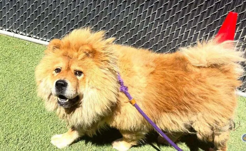 An adult large-sized male Chow Chow dog named Mufasa for adoption in Pacifica, CA