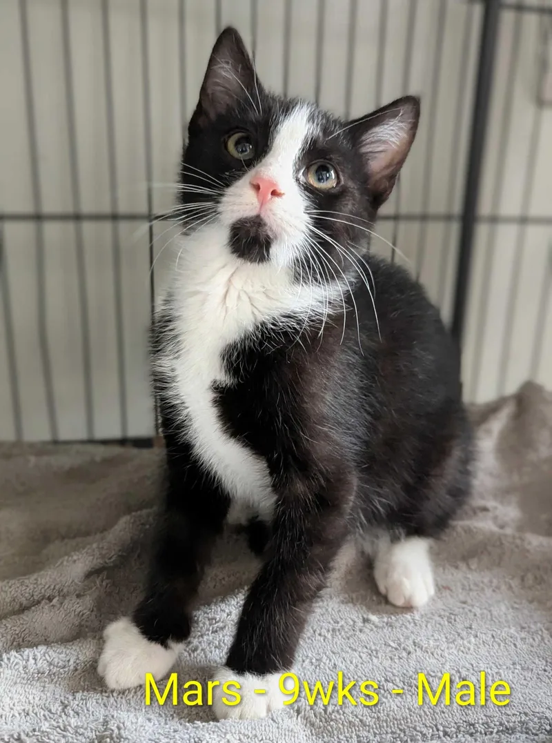 A baby small-sized male Domestic Short Hair cat named Mars for adoption in Seven Valleys, PA