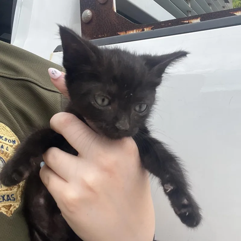 A baby small-sized male Black Domestic Short Hair cat named Elliot for adoption in Lake Jackson, TX