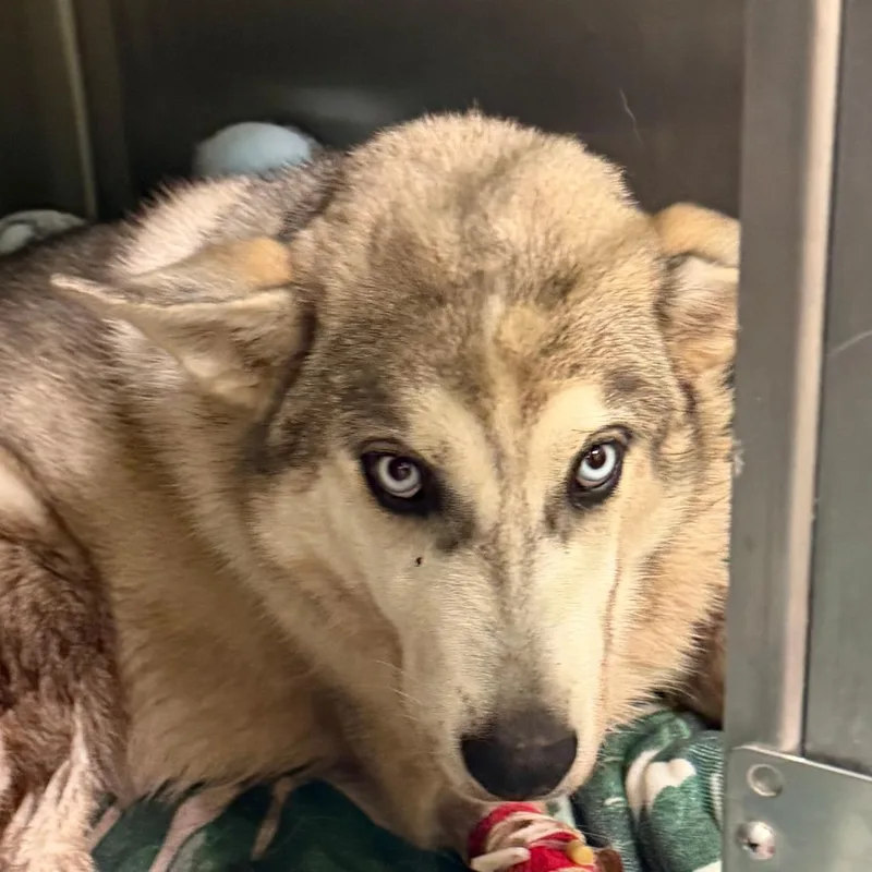 A young medium-sized male Gray / Blue / Silver Siberian Husky dog named Bleu for adoption in Austin, TX