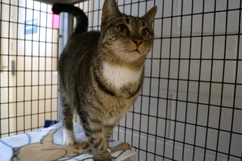 Savannah thumbnail 3