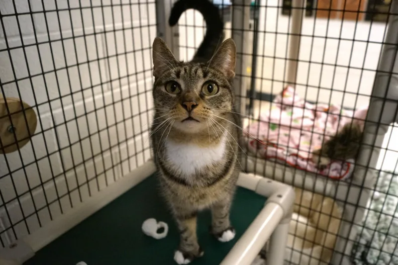 Savannah thumbnail 5