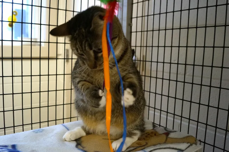 Savannah thumbnail 6