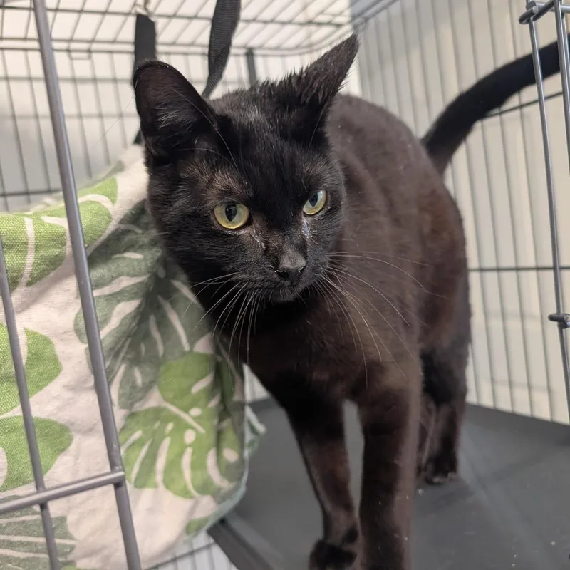 An adult small-sized male Black Domestic Short Hair cat named Batman for adoption in Blair, WI