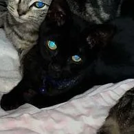 Batman thumbnail 3
