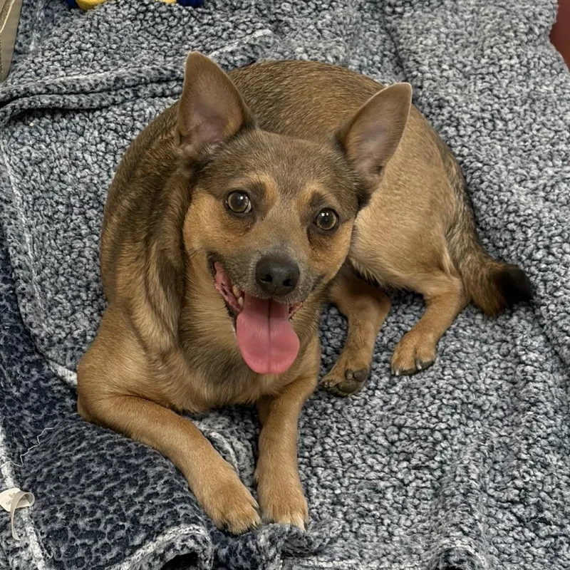 An adult small-sized male Brown / Chocolate Chihuahua dog named Montstray for adoption in Perkiomenville, PA
