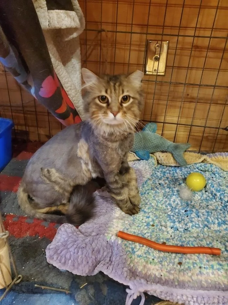 A baby medium-sized male Maine Coon cat named Parker for adoption in Vienna , VA