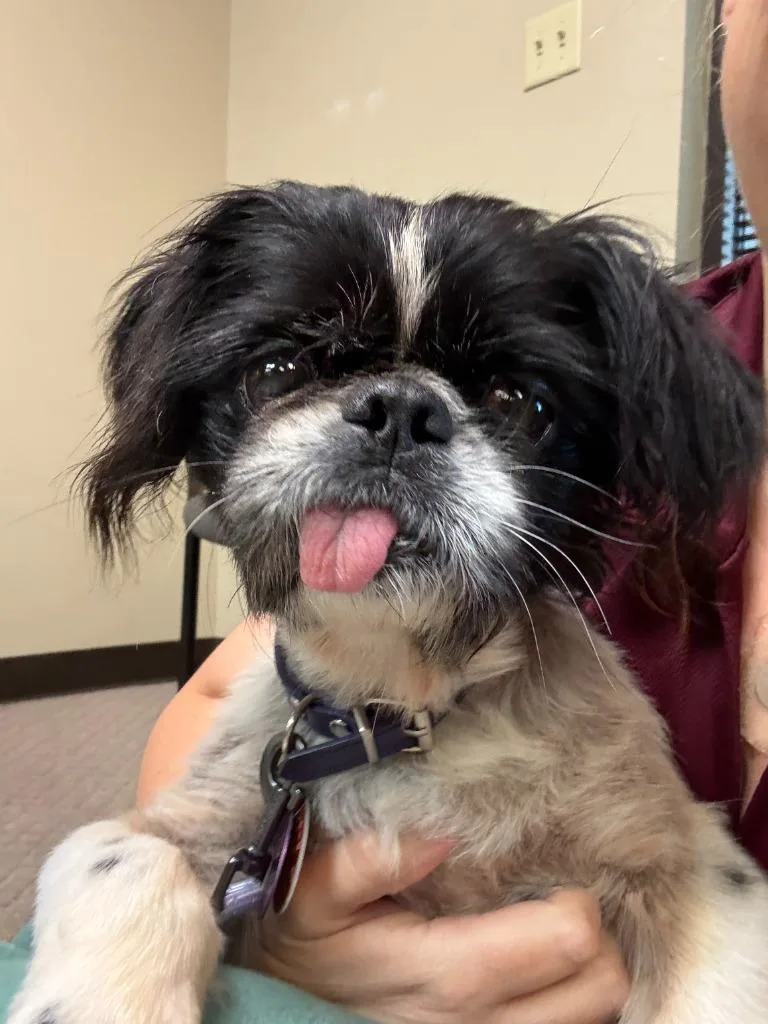 A senior small-sized male Shih Tzu dog named Zoloft for adoption in Bryan, TX