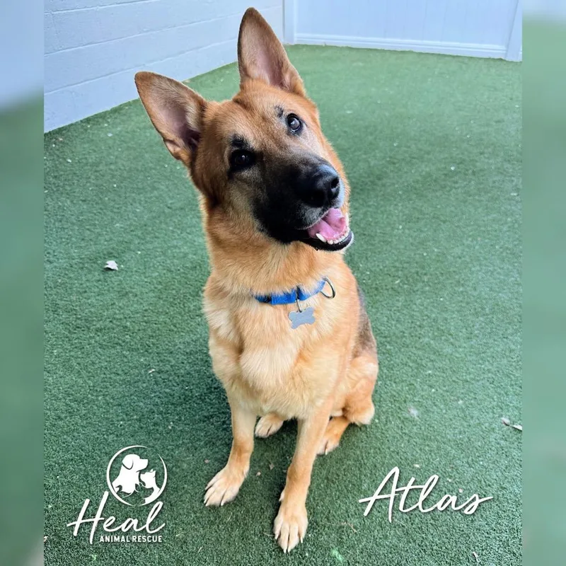 Atlas
