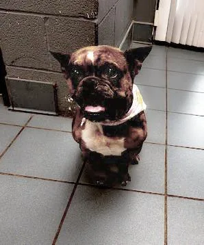 An adult medium-sized female Brindle Mixed Breed dog named Chili Pupper for adoption in Nashville, TN